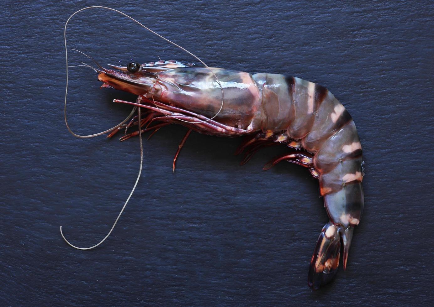 a-black-tiger-shrimp